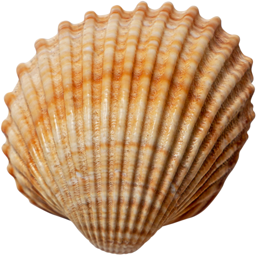 Sea Shell - Shell (866x650), Png Download