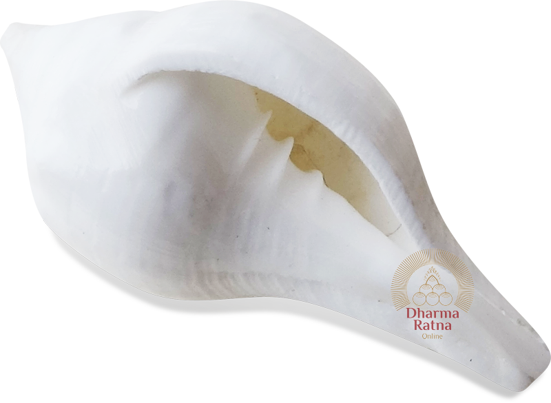 Conch Shell For Cleansing Water Is Placed In The 7th - Shell (800x585), Png Download
