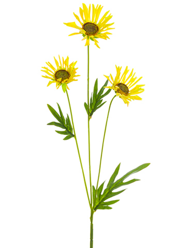 20" Mountain Daisy Spray Yellow - Alpine Aster (800x800), Png Download