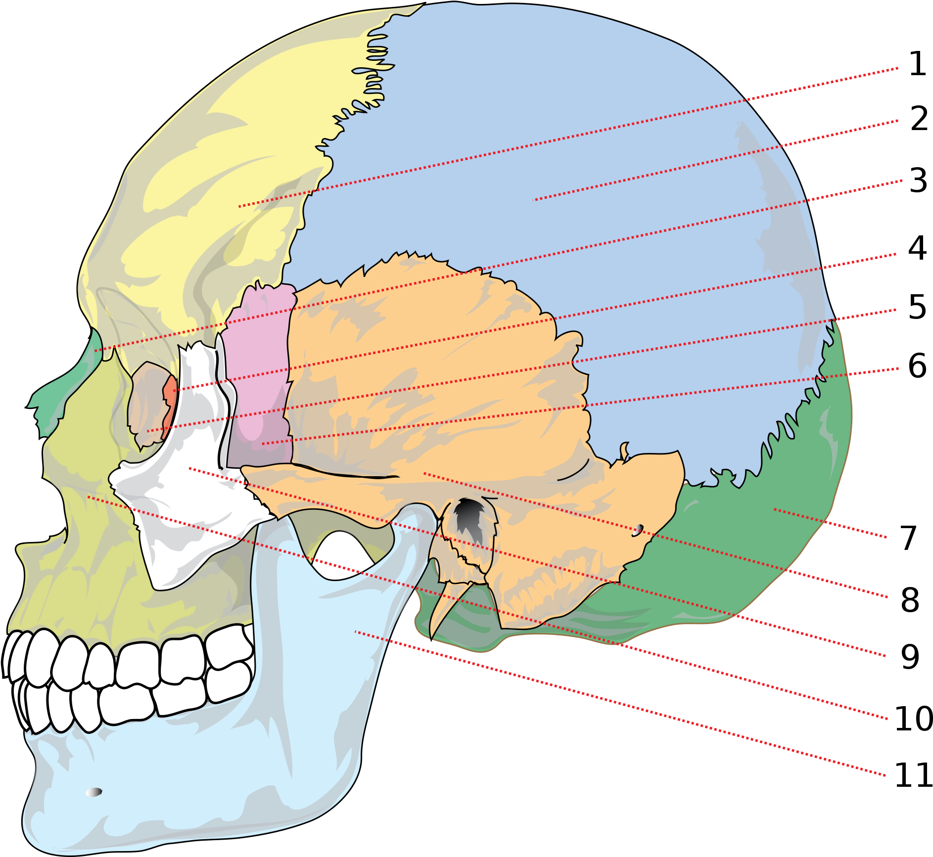 Open - Partes Del La Cabeza (2000x1813), Png Download