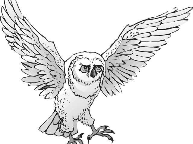 Snowy Owl Clipart Real Owl - Owl (640x480), Png Download