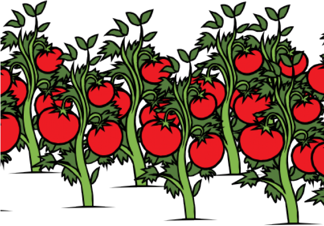 Tomato Clipart Patch - Tomato Plant Clip Art (640x480), Png Download