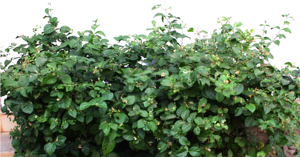 Jasmine Tree Png (1023x630), Png Download
