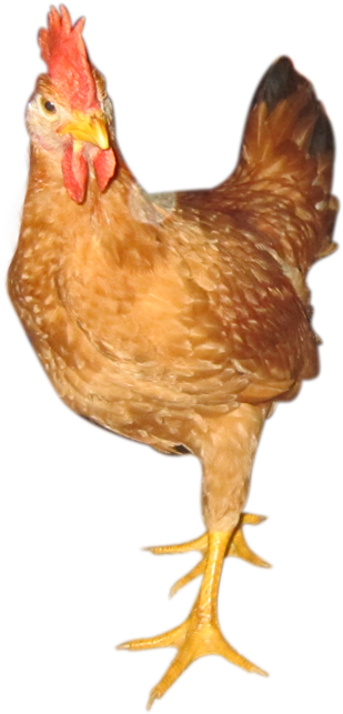 Color Chicken - Con Gà Tam Kỳ (490x761), Png Download