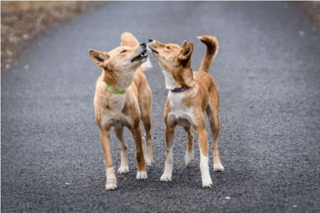 Donate To Petrescue - Calf (638x638), Png Download