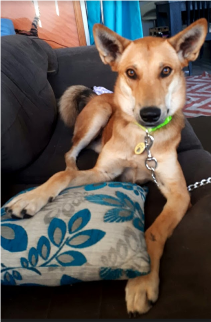 Donate To Petrescue - Companion Dog (638x638), Png Download