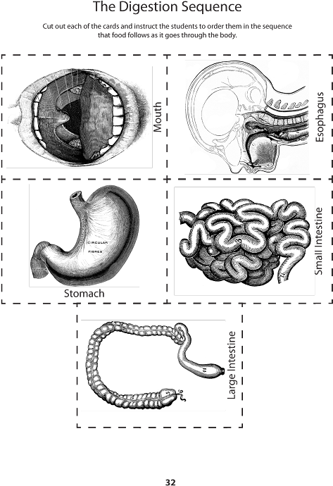 Cut Outs Of Digestive System Parts (579x750), Png Download