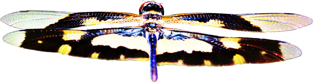 Dragonfly Sticker - Dragonfly (1024x270), Png Download