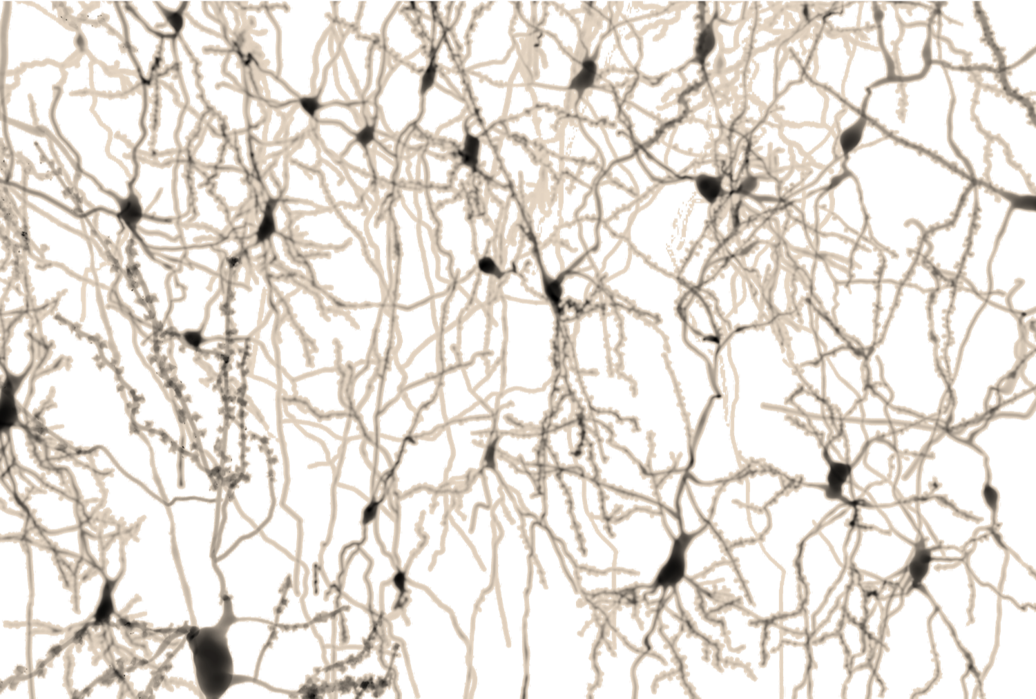 Lab Talk - Twig (1500x1012), Png Download