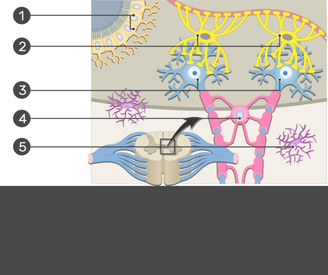 An Image Inside The Cns Showing The Neuron Support - Neuron Support Cells (657x550), Png Download