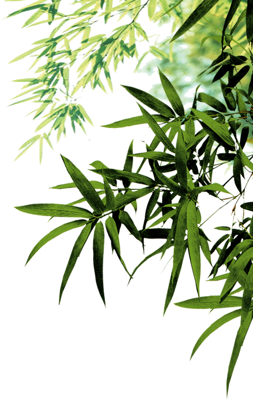Bamboo Icon Leaf Leaves Ink Png File Hd Clipart - Bamboo Psd (850x1347), Png Download