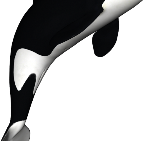 Killer Whale Png Transparent Images - Killer Whale Transparent Background (640x480), Png Download