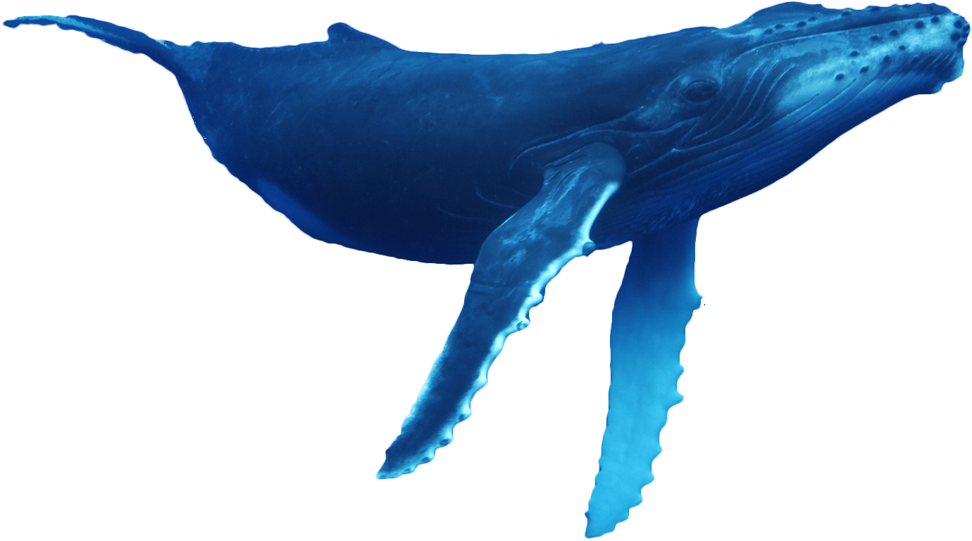 Why Do We Need To End Captivity, Stop Whaling, Prevent - Humpback Whale (1380x769), Png Download