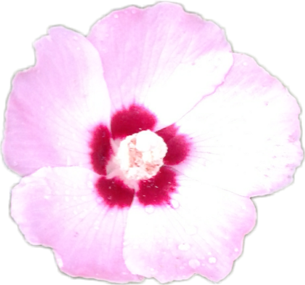 Tn Wildflower Flower Alexroweshitshow Tropicaltennessee - Petunia (1024x955), Png Download