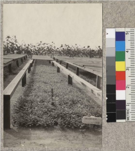 1-0 Redwood Seed Beds - Boardwalk (800x700), Png Download