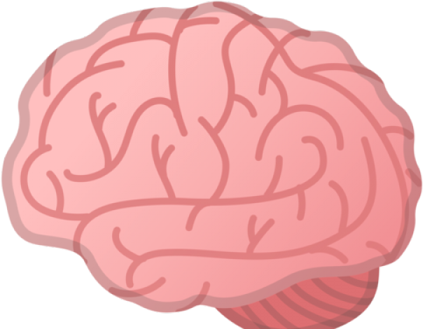 Brain Clipart Cerebro - Cerebro Emoji (640x480), Png Download
