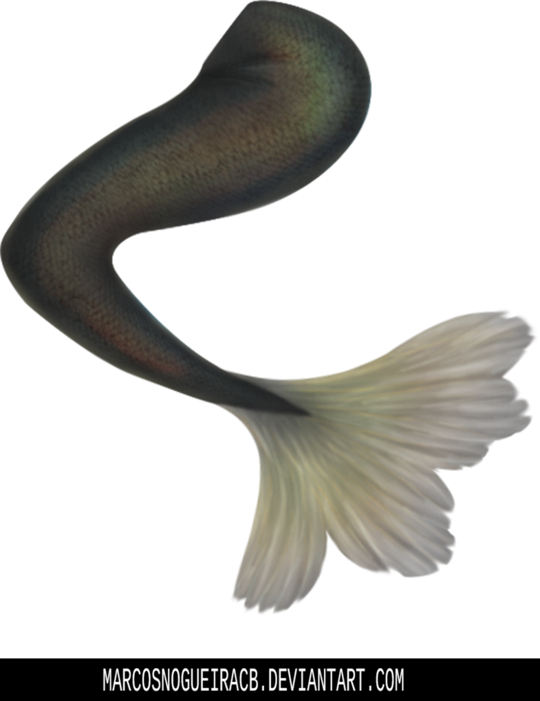 Stock By Marcosnogueiracb - Mermaid (785x1018), Png Download