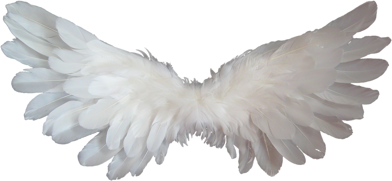 White, Angel, Wings, Feather, Heaven, Angel Wings - Baby Angel Wings Png (960x444), Png Download