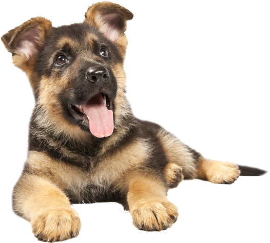 German Shepherd Puppy Png Jpg Transparent Library - German Shepherd Puppy Png (550x600), Png Download