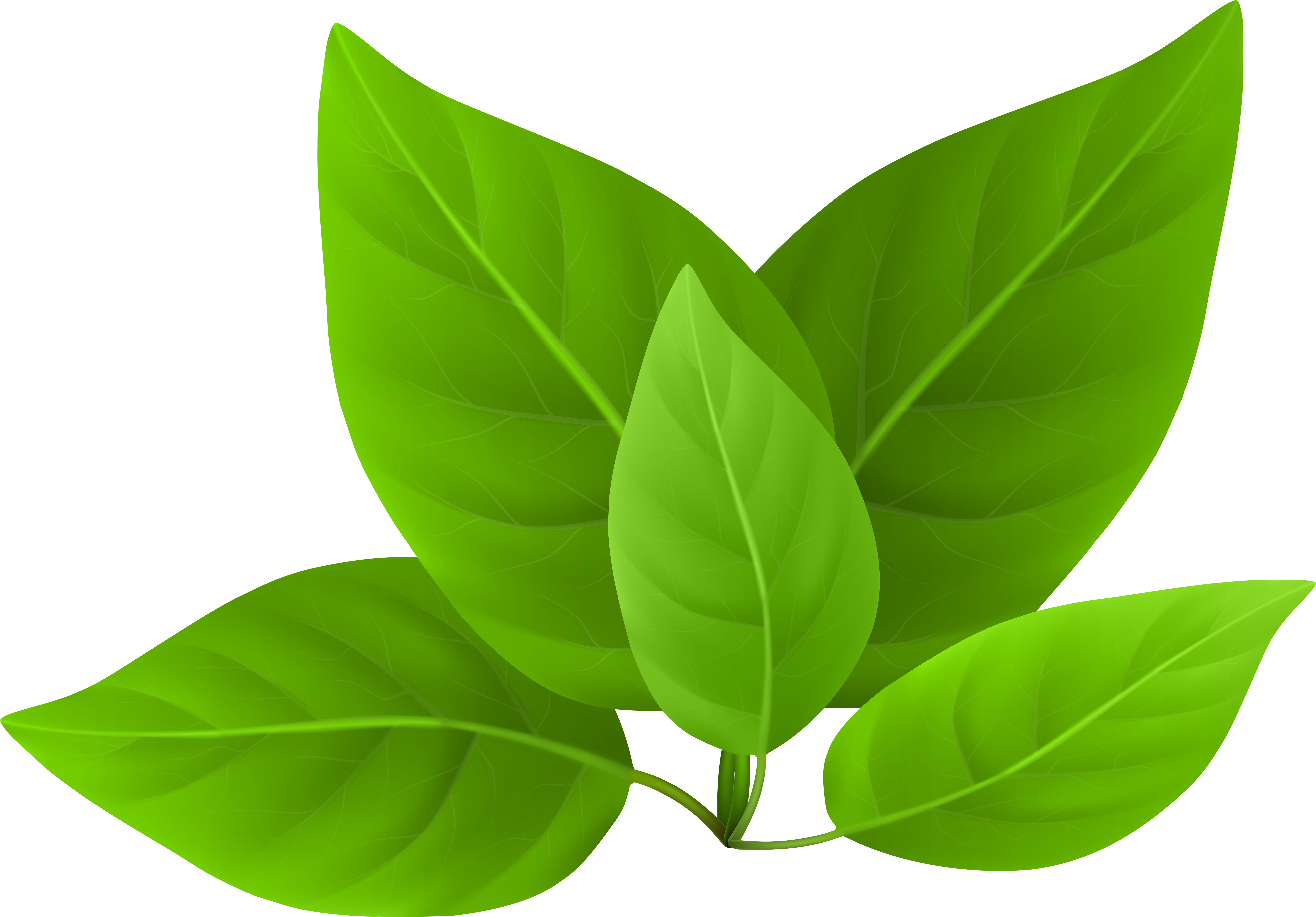 Green Leaves Clipart (600x418), Png Download