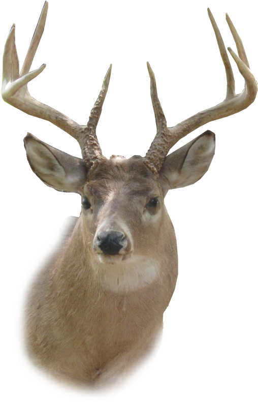 Deer Head Png Hd - Deer Head Png (633x873), Png Download