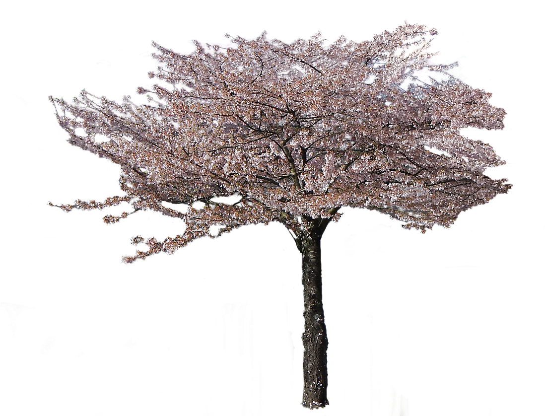 Free Download Image - Cherry Blossom Tree Transparent (1100x865), Png Download