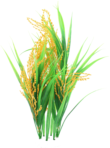 Free Png Rice High Quality Png Png Images Transparent - Rice .png (480x480), Png Download