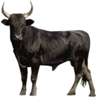 Black Transparent Farm Animal - Bull Transparent Background (441x389), Png Download