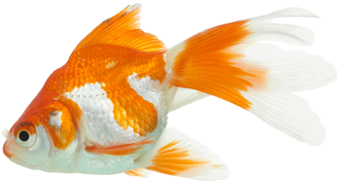 King Goldfish (500x282), Png Download