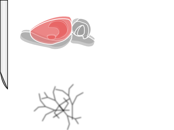 Free Vector Rat Brain Clip Art - Rat Brain (594x446), Png Download