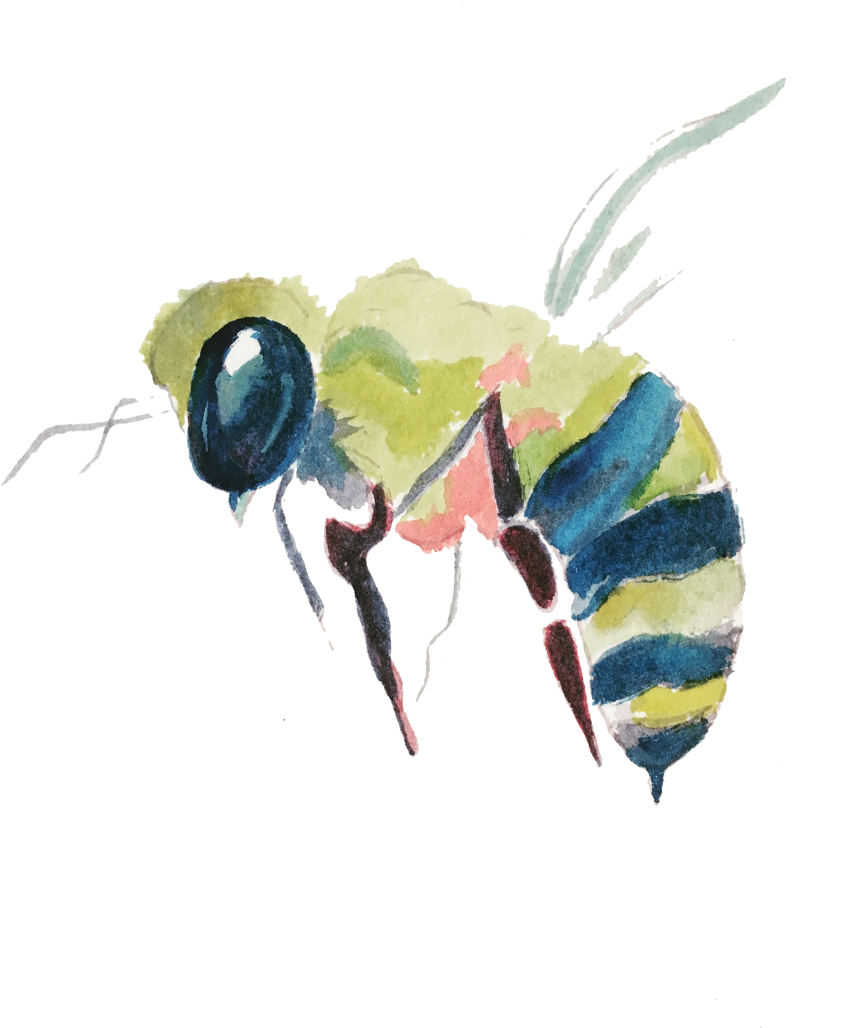 Bee - Instagram (3024x3779), Png Download