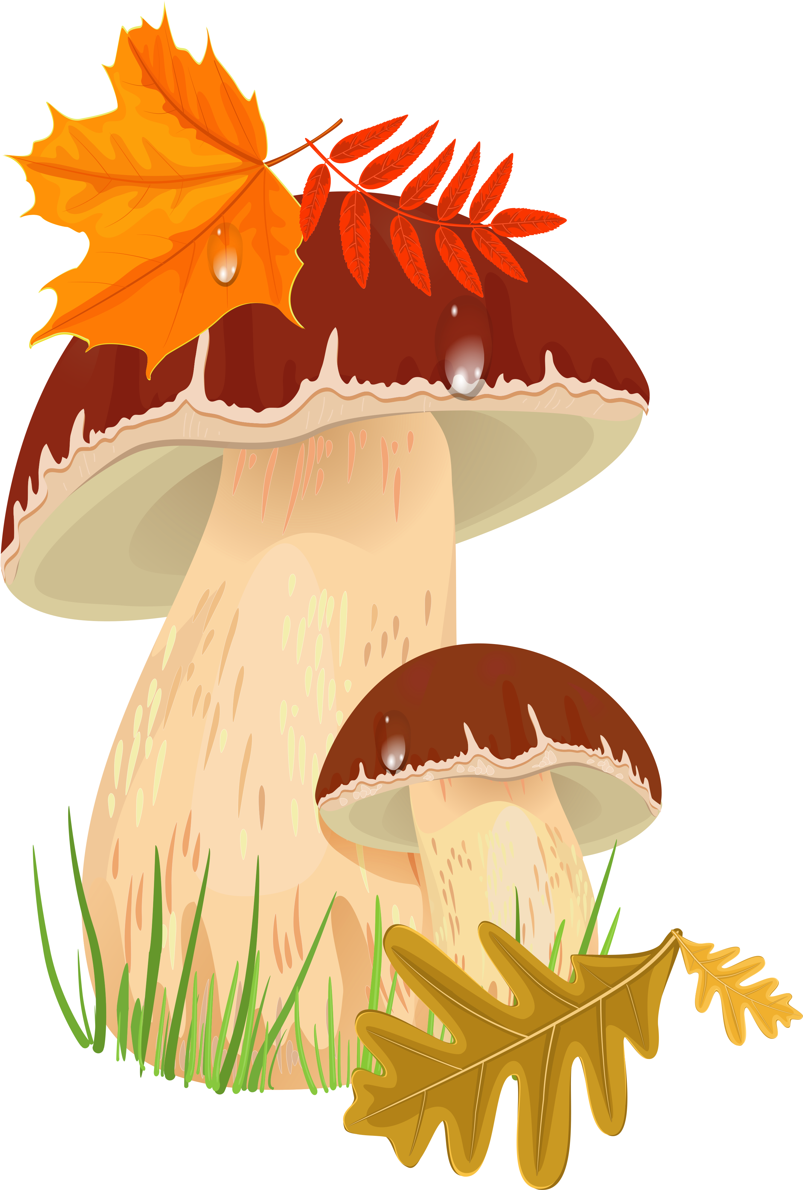 Clipart Freeuse Stock Fall Png Picture Sz H Rja Pinterest - Autumn Mushroom Png (429x600), Png Download