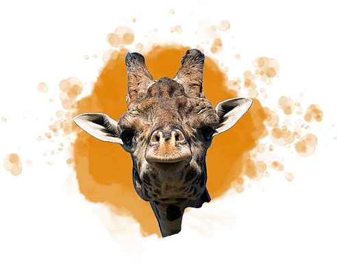 Masai Giraffe - World Of Zoology Png (500x400), Png Download