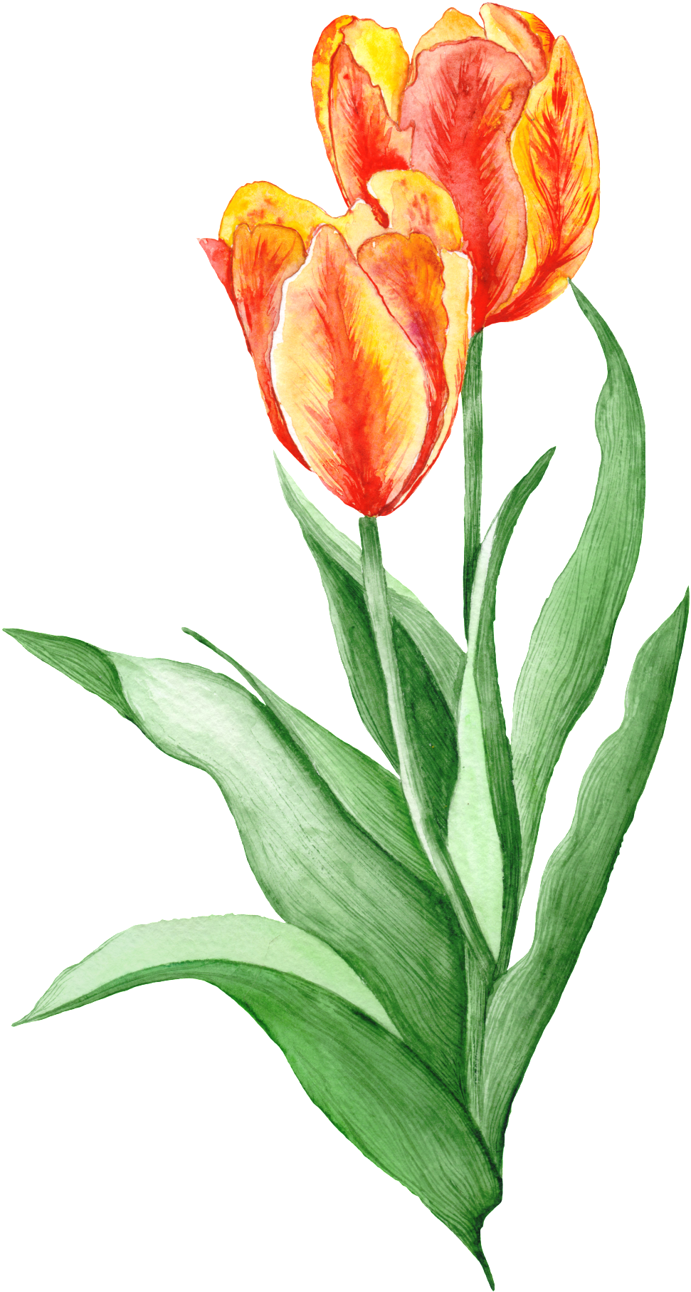 Hand Painted Realistic Tulip Flower Decoration Vector - Illustration (1024x1887), Png Download