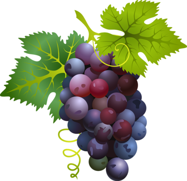 Great Clip Art Of Fruit And Paintings - Grapes Clipart (545x525), Png Download