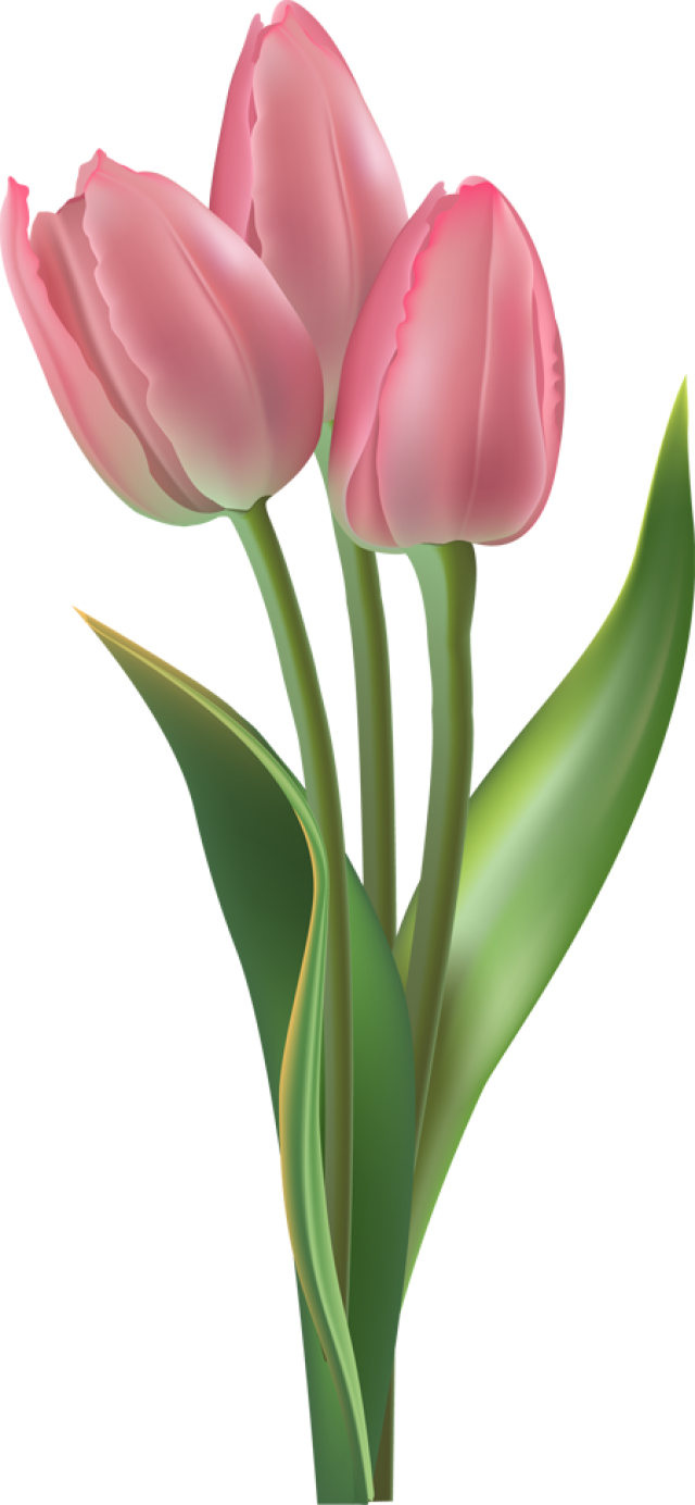 Clip Art For The Spring Season - Pink Tulip Png (640x1384), Png Download