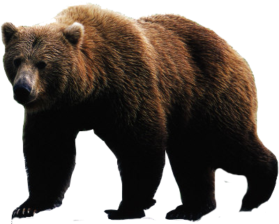 Bear Png Image - Bear Png (400x321), Png Download
