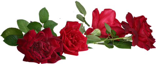 Imagenes De Flores Png - Clip Art (500x392), Png Download