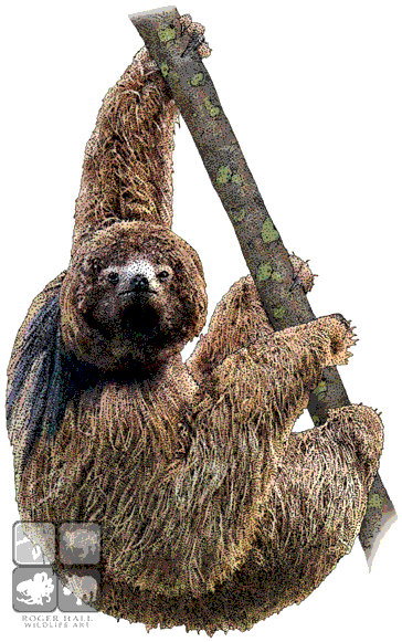 Maned Sloth - Maned Sloth Throw Blanket (373x590), Png Download