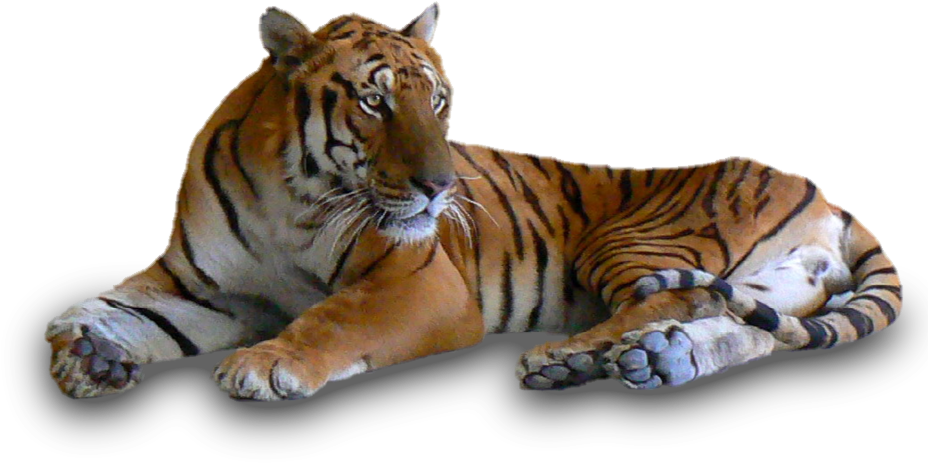 Roaring Tiger Png - Tiger (956x704), Png Download