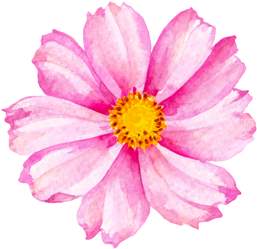 Cherry Blossom Cartoon (1024x1013), Png Download