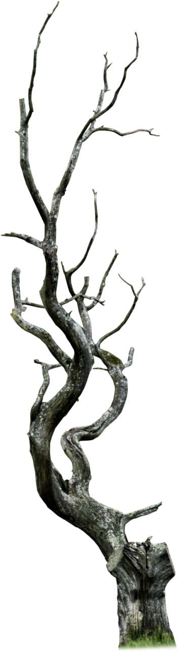 Yahoo Images, Image Search - Dead Tree Png (571x1398), Png Download