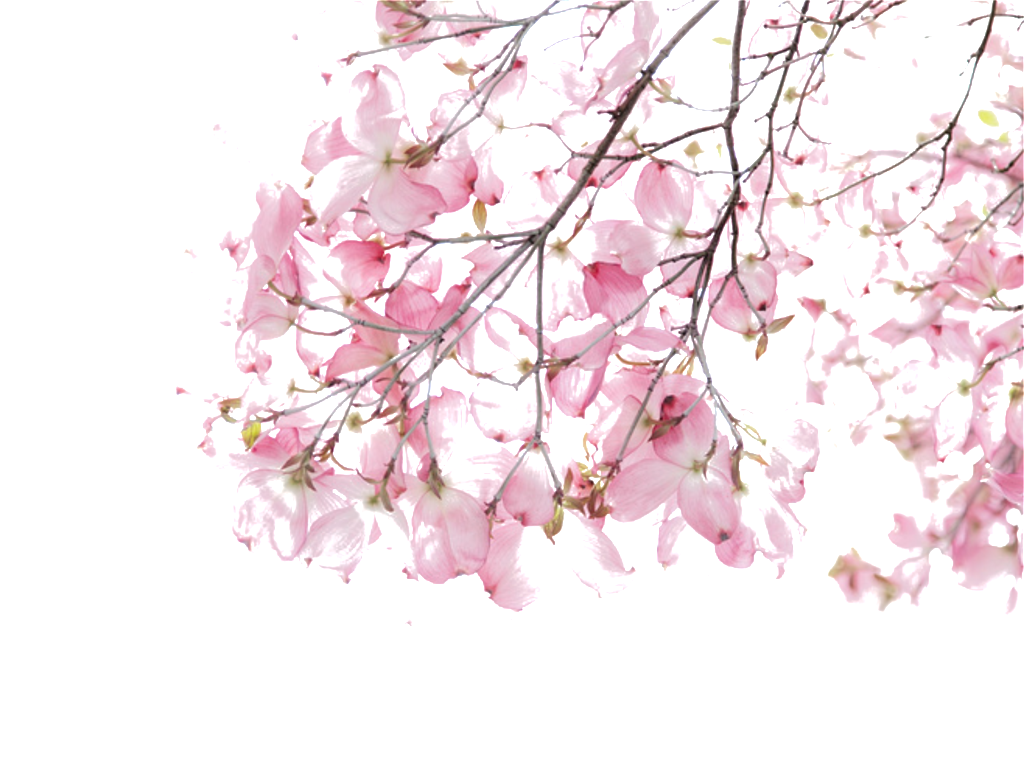 Watercolor Pink Peach Flower Element - Pink Cherry Blossom Watercolor (1024x760), Png Download
