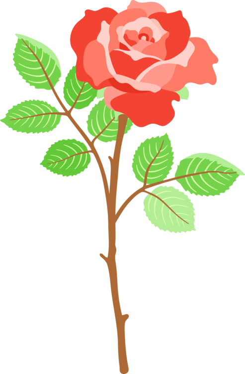 Garden Roses Whatsapp Theme Cabbage Rose - Whatsapp Rose (493x750), Png Download