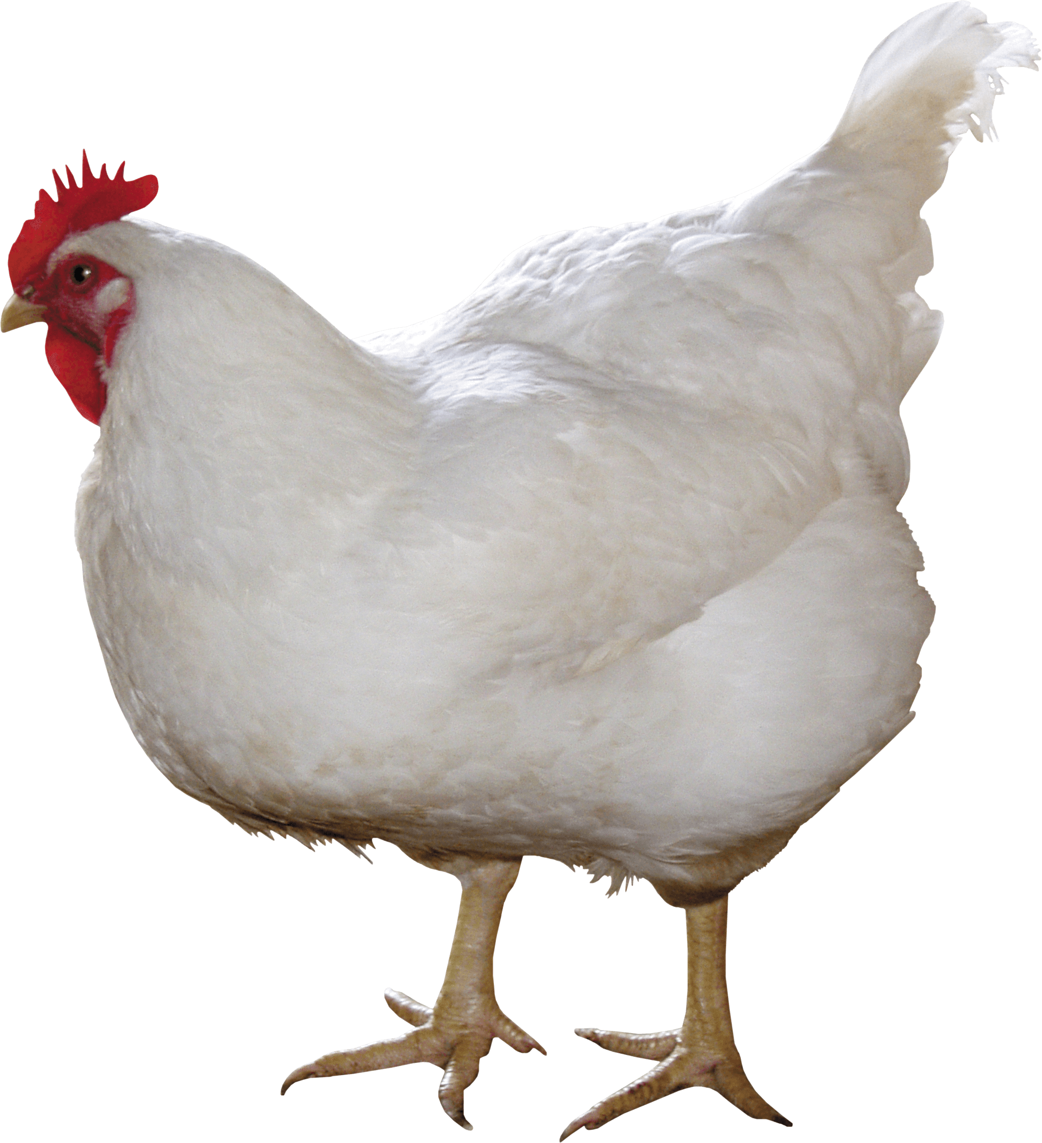White Chicken Png Image - Chicken Png (2055x2256), Png Download