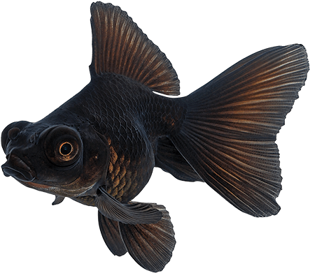 Black Goldfish - Black Goldfish Png (600x400), Png Download
