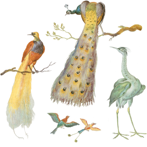 Painted Plumage Set - Art (690x690), Png Download