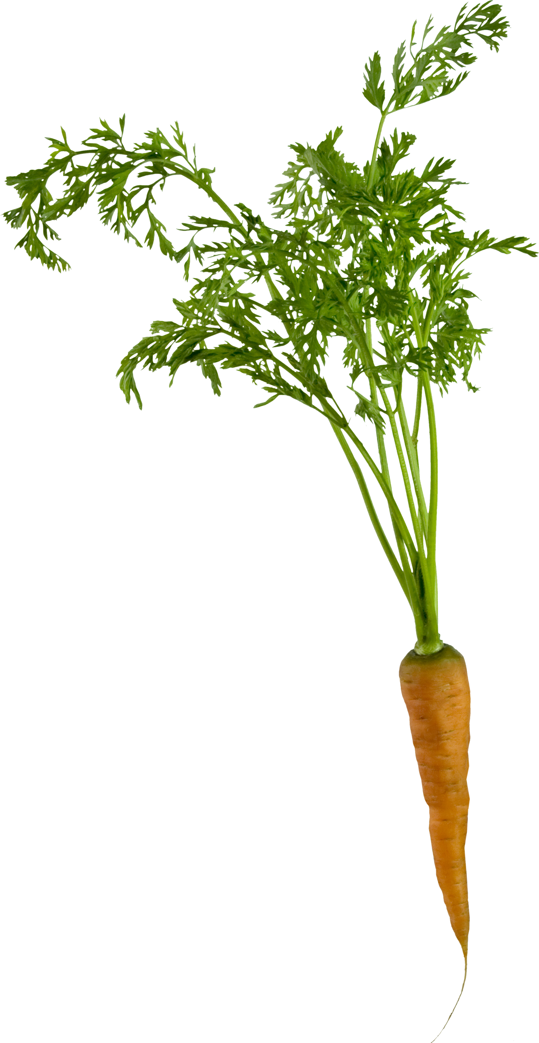 Vegetables - Carrots Png (1552x3000), Png Download