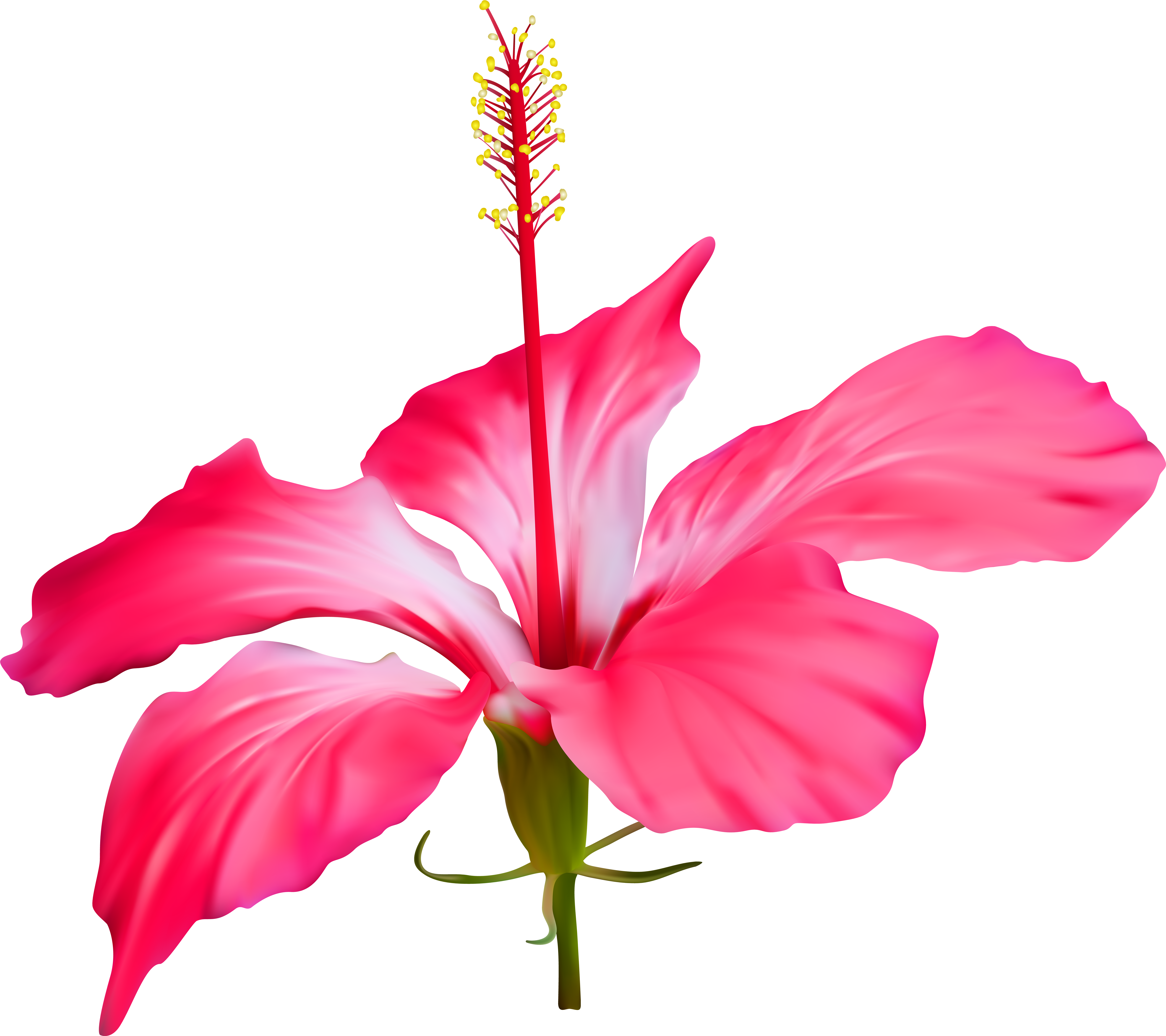 Graphic Free Flower Transparent Png Clip Art Event - Hibiscus Flower Transparent Background (600x533), Png Download