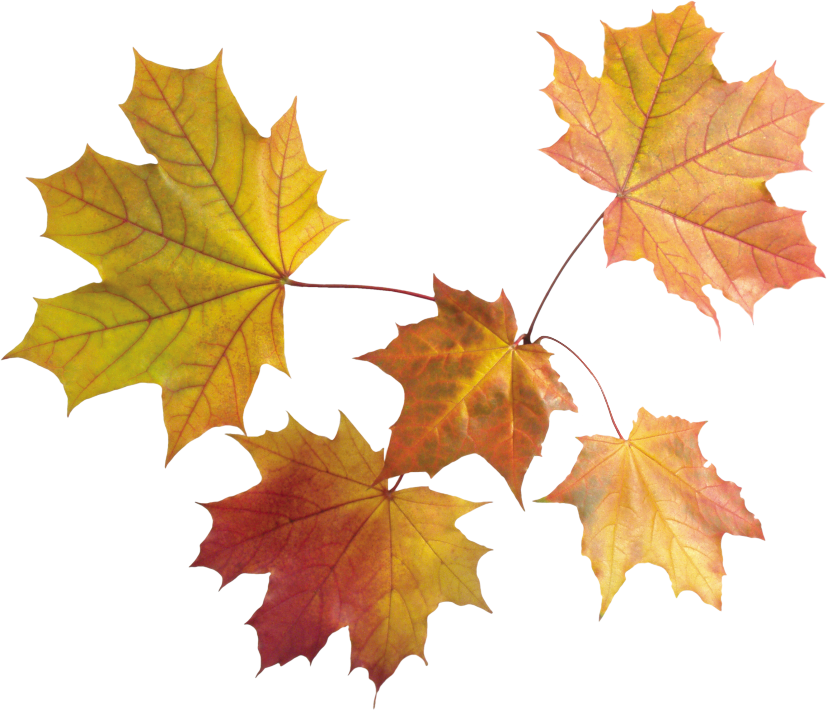 Autumn Png Leaves Autumn Leaves Transparent Background Full Size Png Download Seekpng